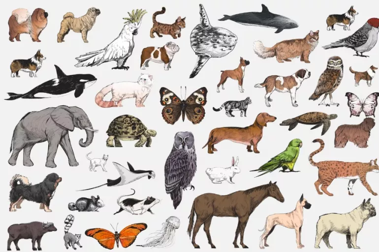 "Mon petit bestiaire"
