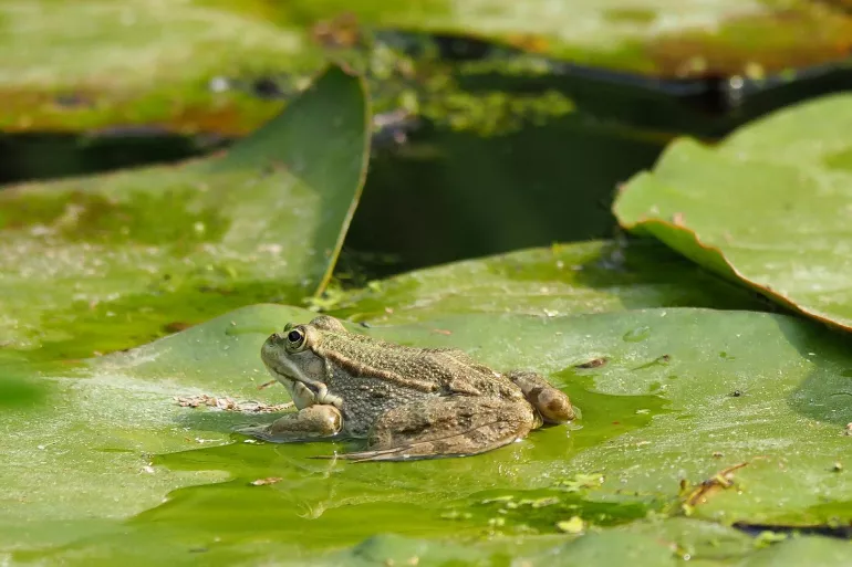 Sur le sentier des grenouilles – une balade naturaliste aux étangs de Vic-en-Bigorre accompagnée par Philippe Bricault