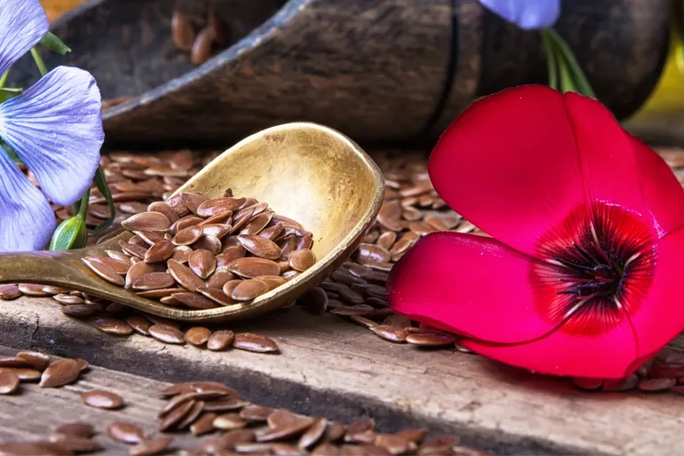 ATELIER BOMBES À GRAINES