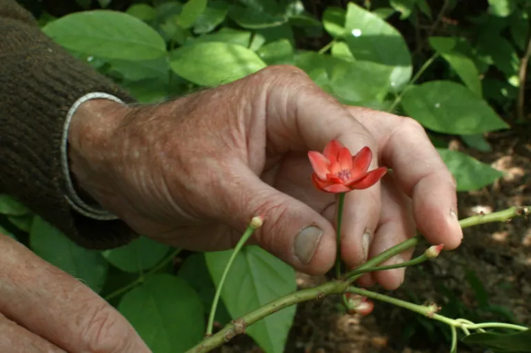 SEPT PROMENADES AVEC MARK BROWN