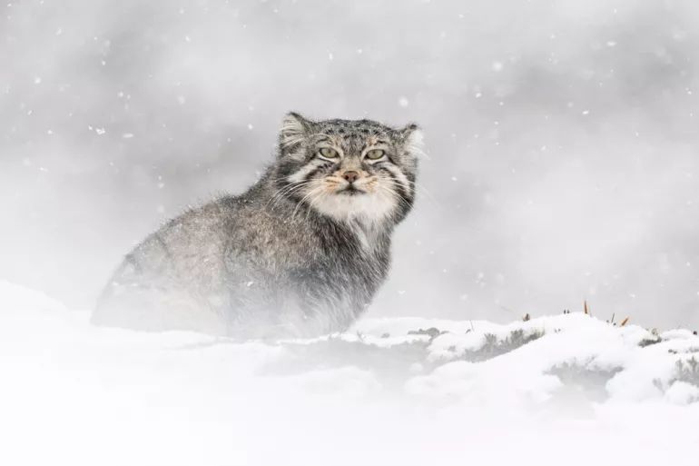 LA PANTHÈRE DES NEIGES