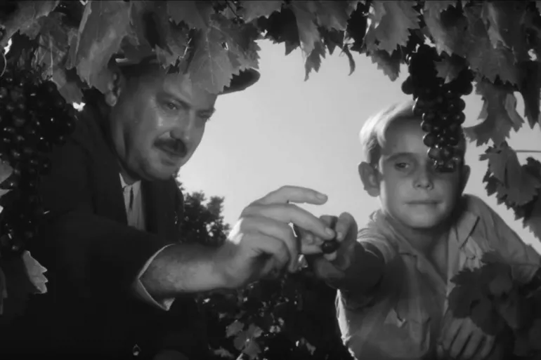 LES OLIVIERS DE LA JUSTICE